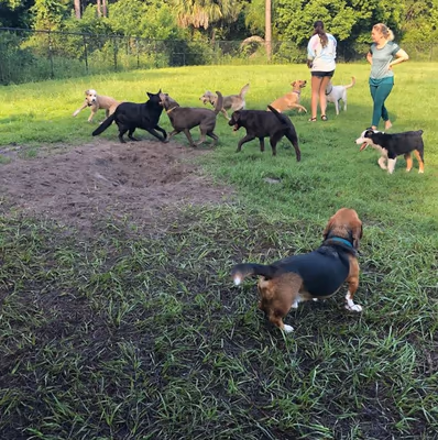 Dr. P. Phillips Community Dog Park